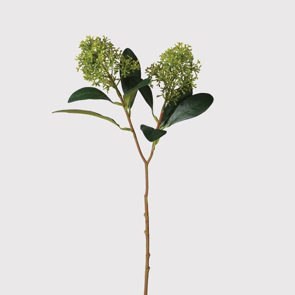 Green Skimmia Spray